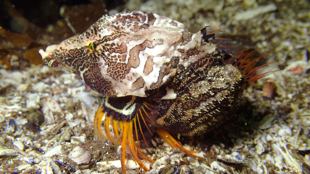 Grunt sculpin, Sitka AK